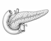 Pancreas