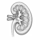 Kidney