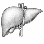 Liver