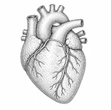 Heart fibrosis