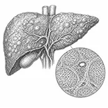Liver fibrosis/ MASH