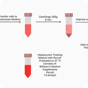 Primary Human Hepatocytes Thawing and Seeding: Tips and Tricks