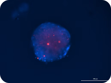 At Preci, we offer an advanced procedure for utilizing microfluidic technology