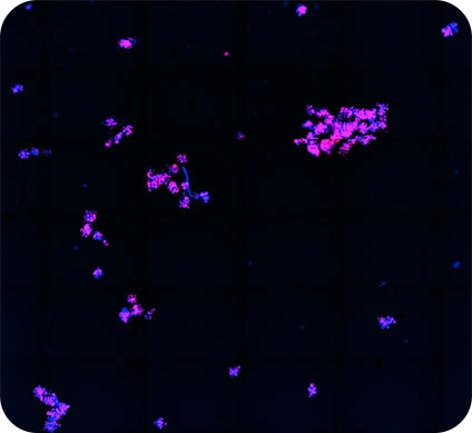 1000 micromole/L of carboplatin