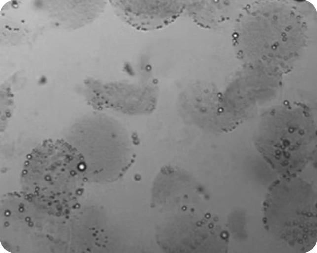 Preci ECM protein concentration 3 mg/ml 2