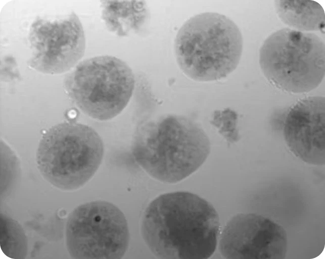 Preci ECM protein concentration 3 mg/ml