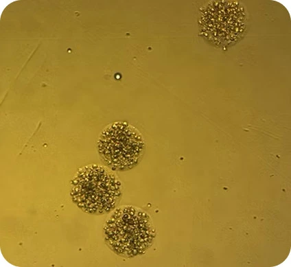 Preci HCC cells. Donor 1 (80 cells/microbead) 48 hours