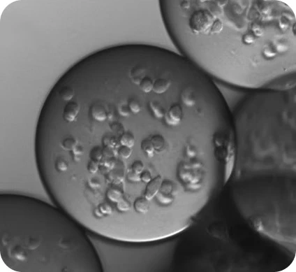 Preci MDA MB231 Microbeads suspension in oil