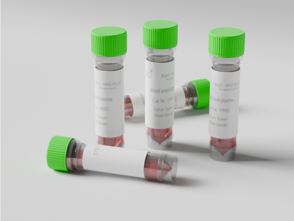 Primary human stellate cells cultured in laboratory cell culture