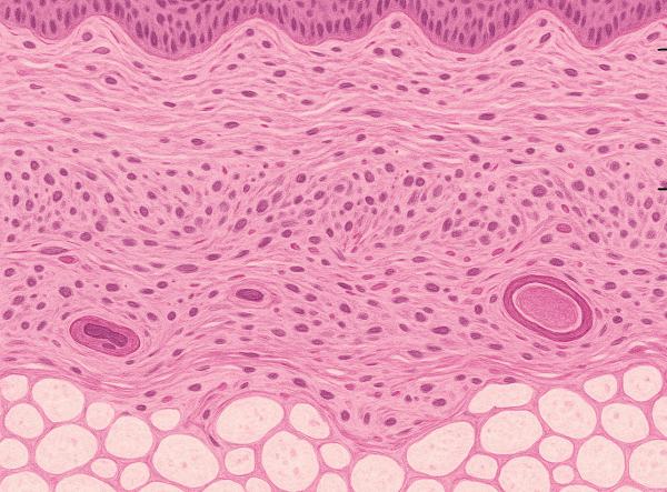 Human frozen skin disc for biomedical research