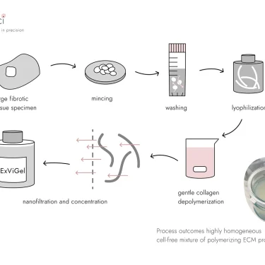 Extracellular Matrix – from EHS mouse to human tissue