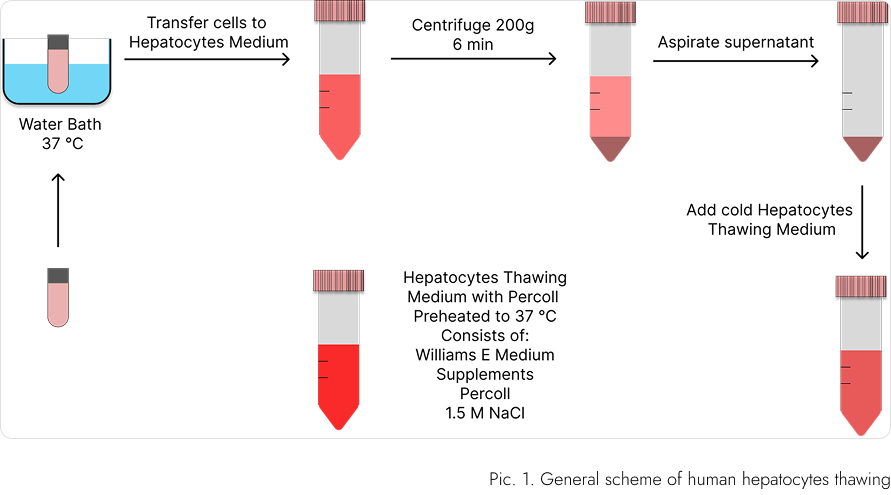 General scheme of human hepatocytes thawing