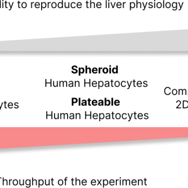 What are the different types of human hepatocytes assays and how are they used?