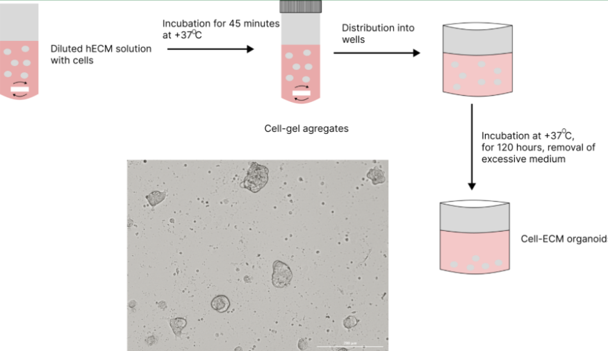Organoid self-assembly early stage cell aggregation in 3D culture