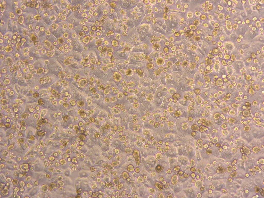 Plateable Human Hepatocytes HEP187730