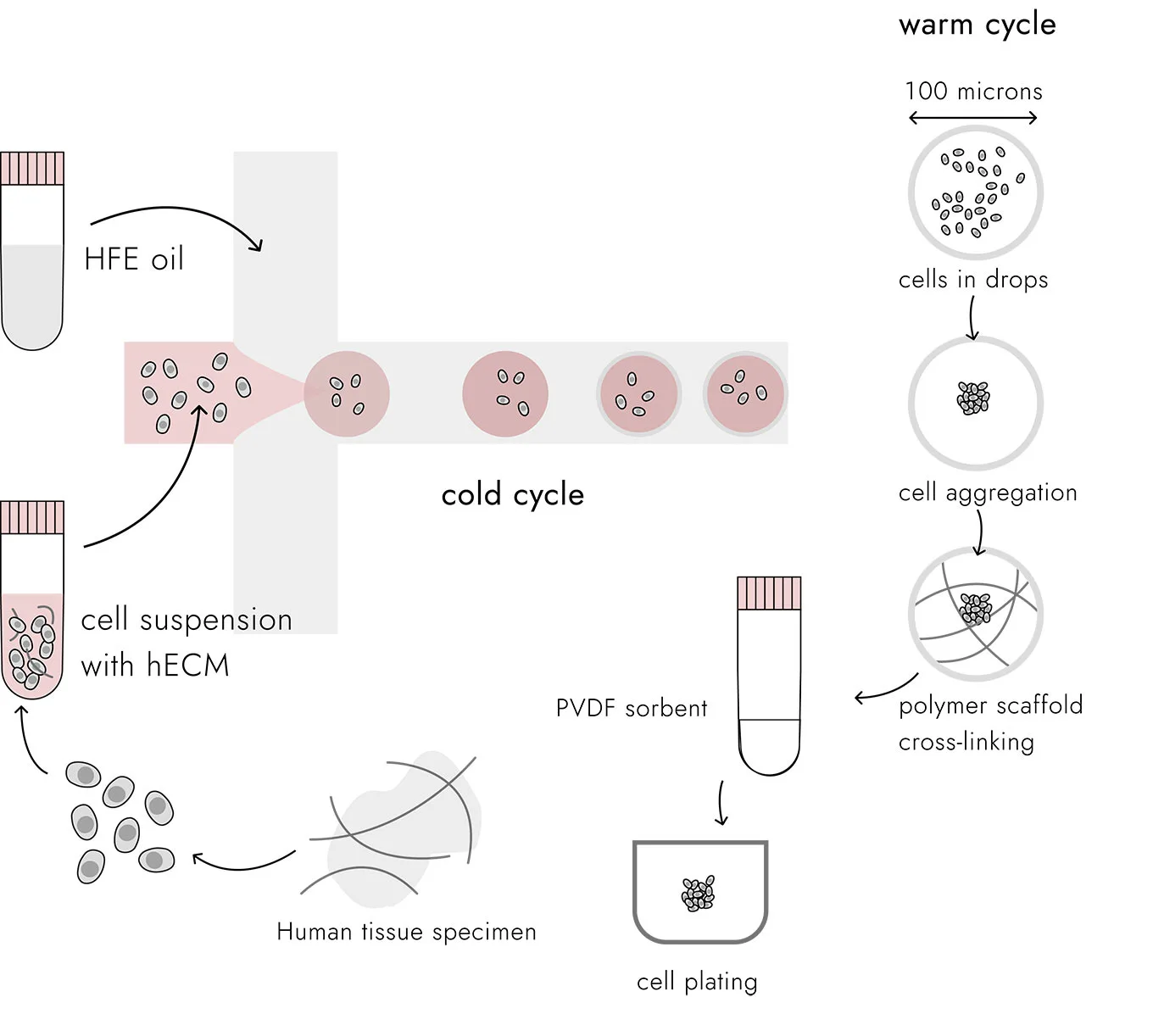 SpheroFlow - seamless spheroid/tumoroid generation platform