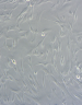 Brightfield microscopy image of cardiac fibroblasts, showing elongated, spindle‑shaped cells in culture.