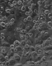 Human primary hepatocytes in culture, high‑resolution microscopy image showing polygonal liver cells with distinct nuclei and cell borders.