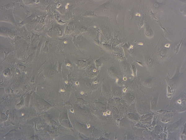 Brightfield microscope image of confluent HBMEC cells showing cobblestone morphology.