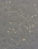 Brightfield microscope image of confluent HBMEC cells showing cobblestone morphology.