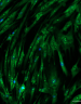 Fluorescence image of lung fibroblasts stained with SYTO 14, showing nucleic acid‑positive cells in green.