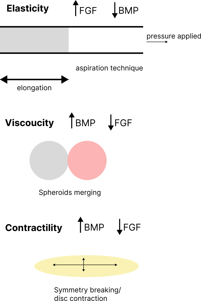 Mechano-biological descriptors used by Amy E. Shyer and Alan R. Rodriguez to study the interplay between morphogen effects and the spatiotemporal organisation of tissue
