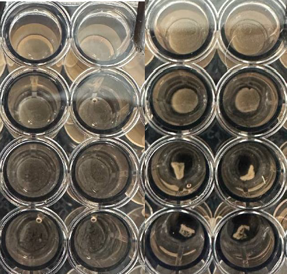 Side-by-side comparison of MDA-MB-231 cell culture wells on Day 1 (left) and Day 3 (right) post-passaging, showing progressive cell attachment and proliferation across 8 wells; right panel displays visible cell aggregates and increased confluency after 3 days of incubation.