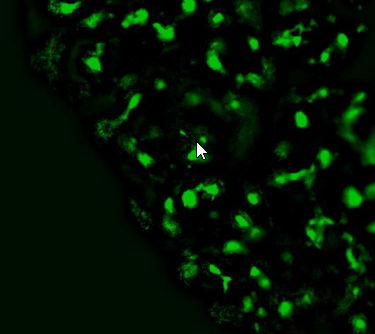 The Gel Contraction Assay: Protocol, FAQ, and Quantification
