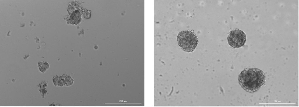 Self-assembly of fibroblasts and human extracellular matrix into spheroids after 48 hours