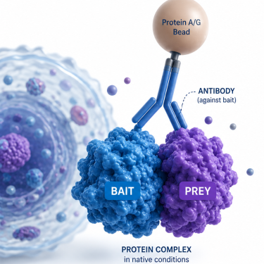 Co-Immunoprecipitation (Co-IP): Protocol and Best Practices for Studying Protein Interactions