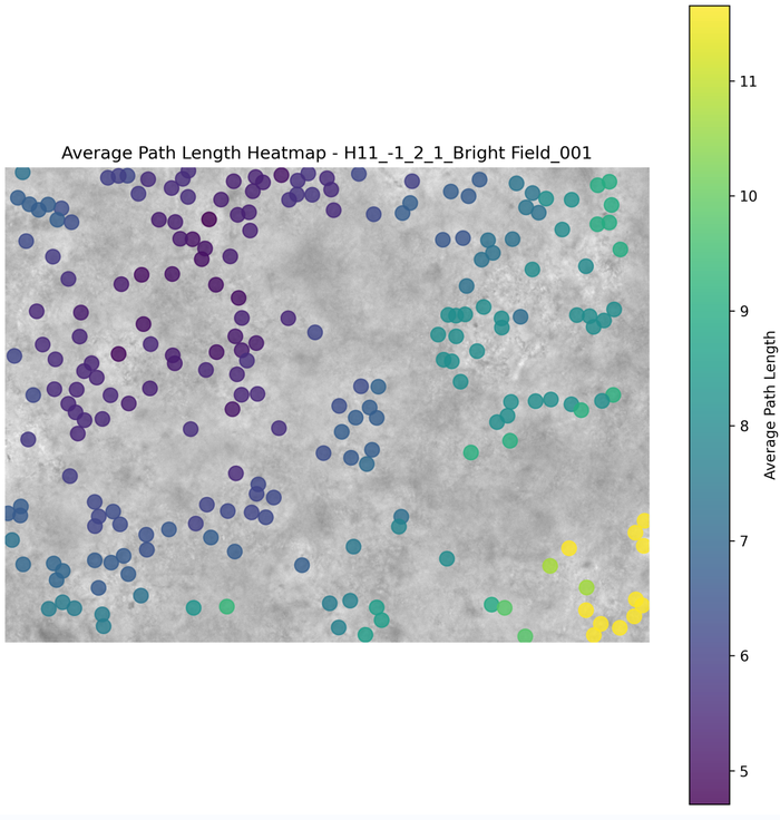 Average path length heatmap of a self-assembling hydrogel network, showing tortuosity across the matrix