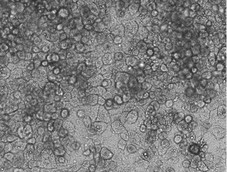 Human hepatocytes adhering to a liver-derived human ECM coating for drug development