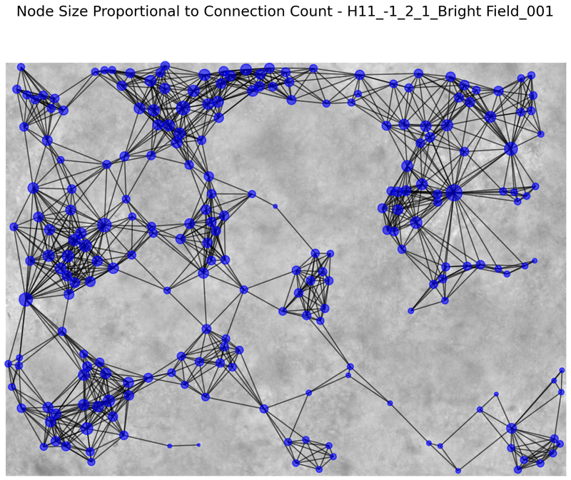 Graph of a self-assembling hydrogel network overlaid on brightfield microscopy, node size showing connection count