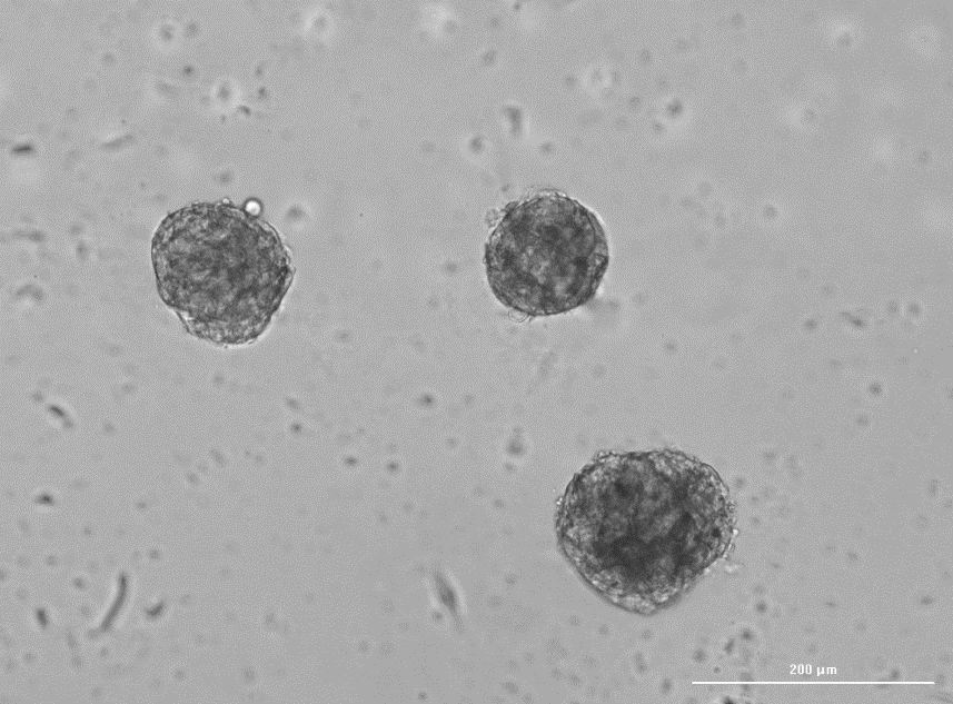 Fibroblasts and human extracellular matrix self-assembled into spheroids after 48 hours