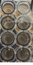 Cell–ECM disk contraction before incubation