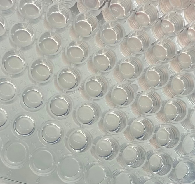 Macroscopic photo of a human ECM coating before cell seeding, row H shown without gel