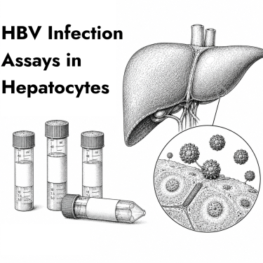 The Viral Inoculum: An Overlooked Source of Variability in HBV Infection Assays