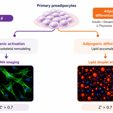 A phenotypic assay for fibrogenic activation in primary human preadipocytes