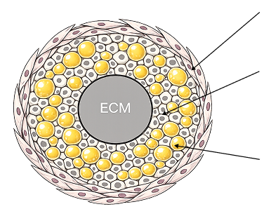 Cardiac microenvironment organoid containing fibroblasts, microvascular endothelial cells, adipocytes, and human-derived ECM